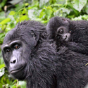 07 Nights / 08 Days Gorilla Safari in Uganda and Wildlife Safaris in Kenya